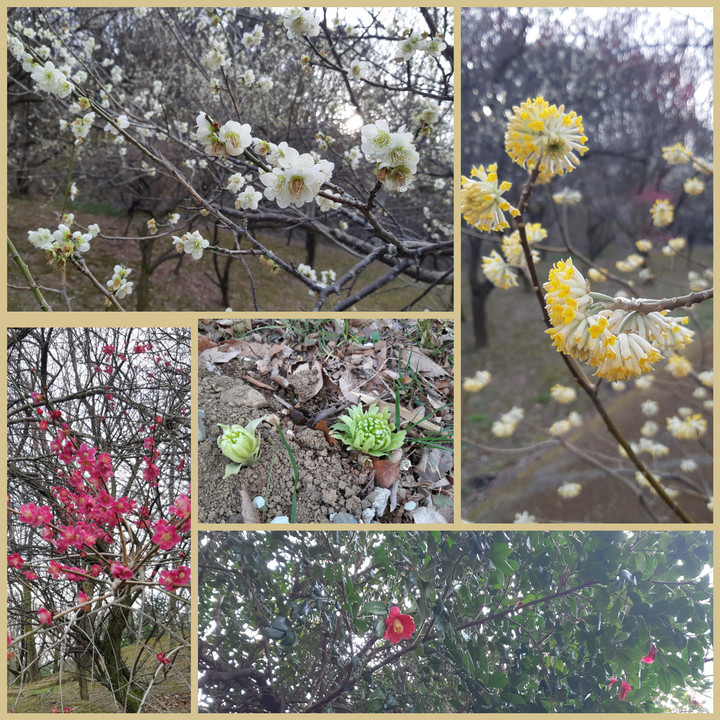 Photocollage_20210308_160520017