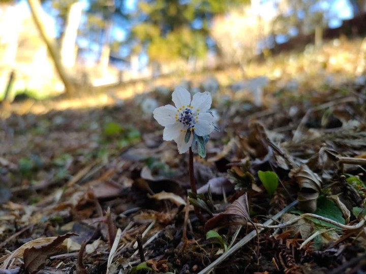 好日山荘 瑞穂店 : セツブンソウ咲き始め＠高尾山野草園