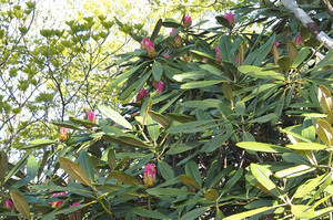 P5040005