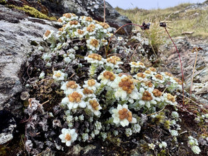 626104062_1537850405015837_40835146