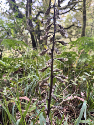 630801799_1537850228349188_87947230