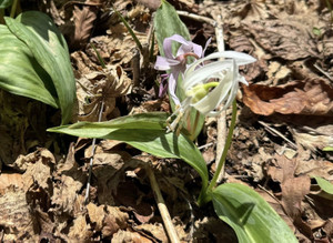 671741993_1618704593597084_65454018