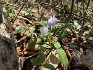 672672342_1618704233597120_85837260