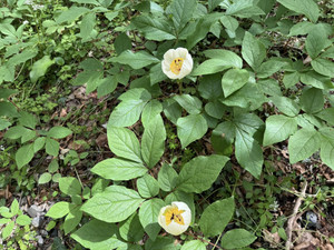 674715010_1623575663109977_704706_2