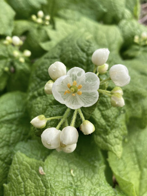 680054457_1625797309554479_33203117