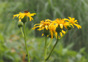 P7080004_1