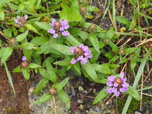 P7080008_1
