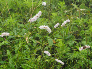 P7080021_1_2