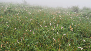 P7080035_1