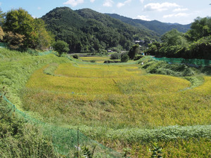 Pa020118_1
