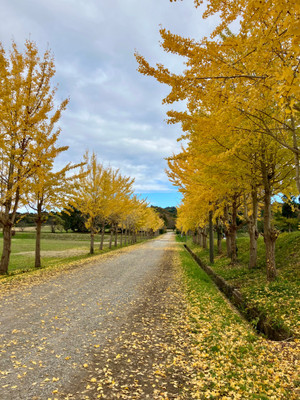 Image_123650291 Image_123650291