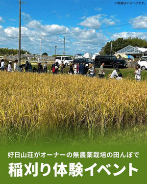 2510riceharvesting_1080x1350 2510riceharvesting_1080x1350