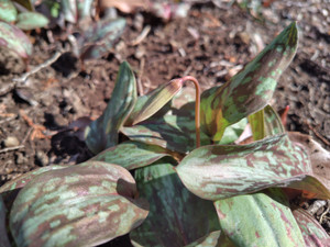 260311143358356_060803